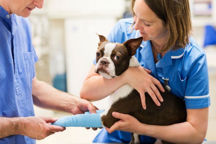 Cane veterinario