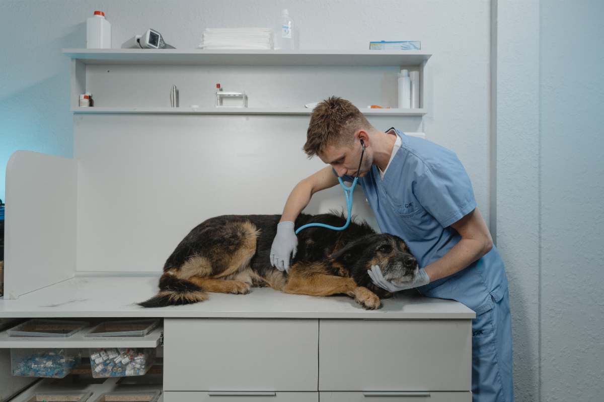 Cane veterinario