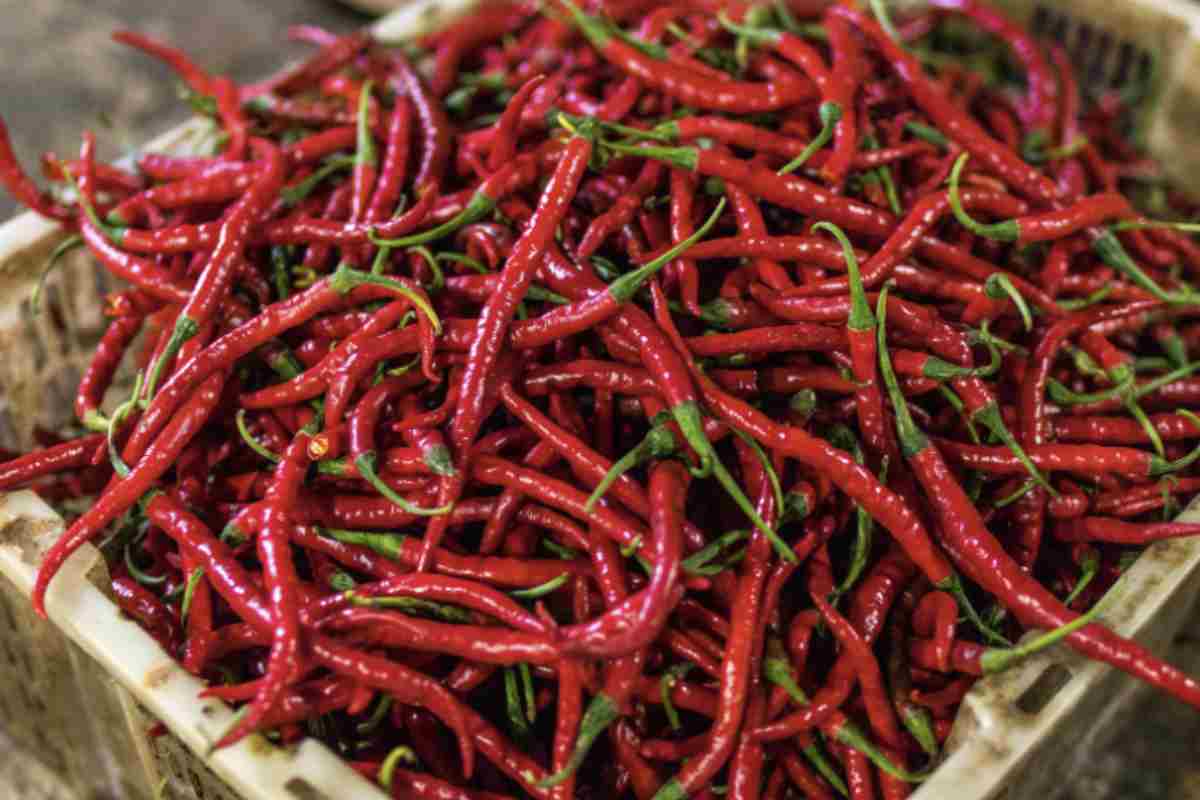 Peperoncino