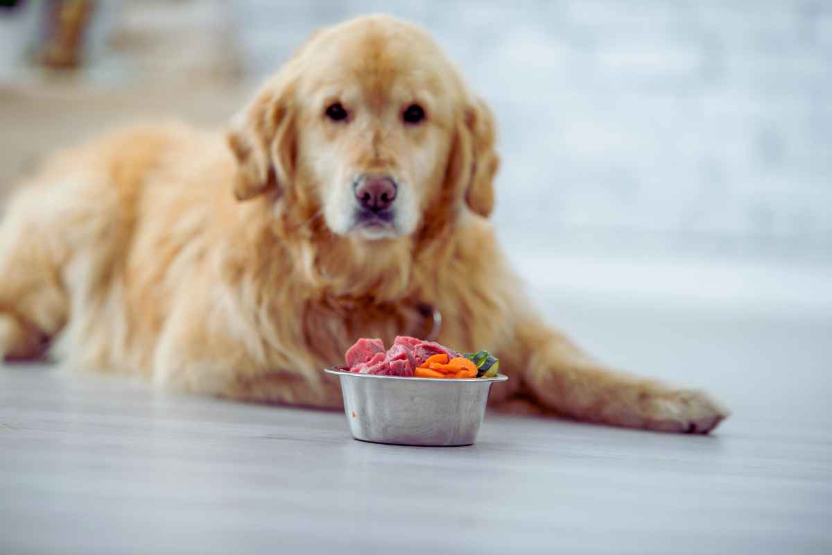 Cane, quali sono gli alimenti umani assolutamente da evitare