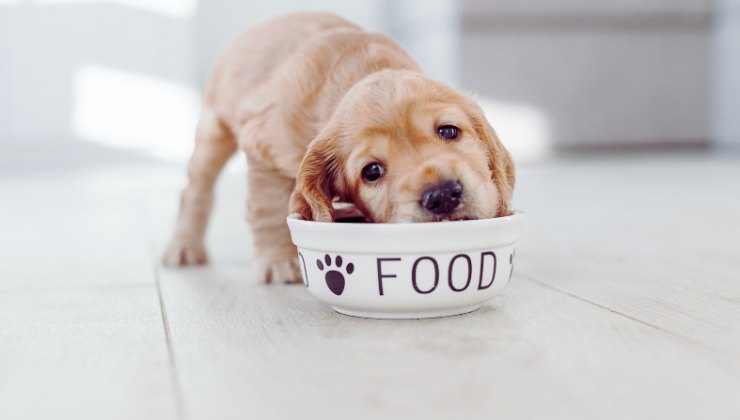 Cane alimenti alcuni sono impensabili